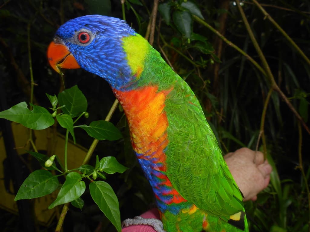 Wildlife at Ngorongoro Lodge