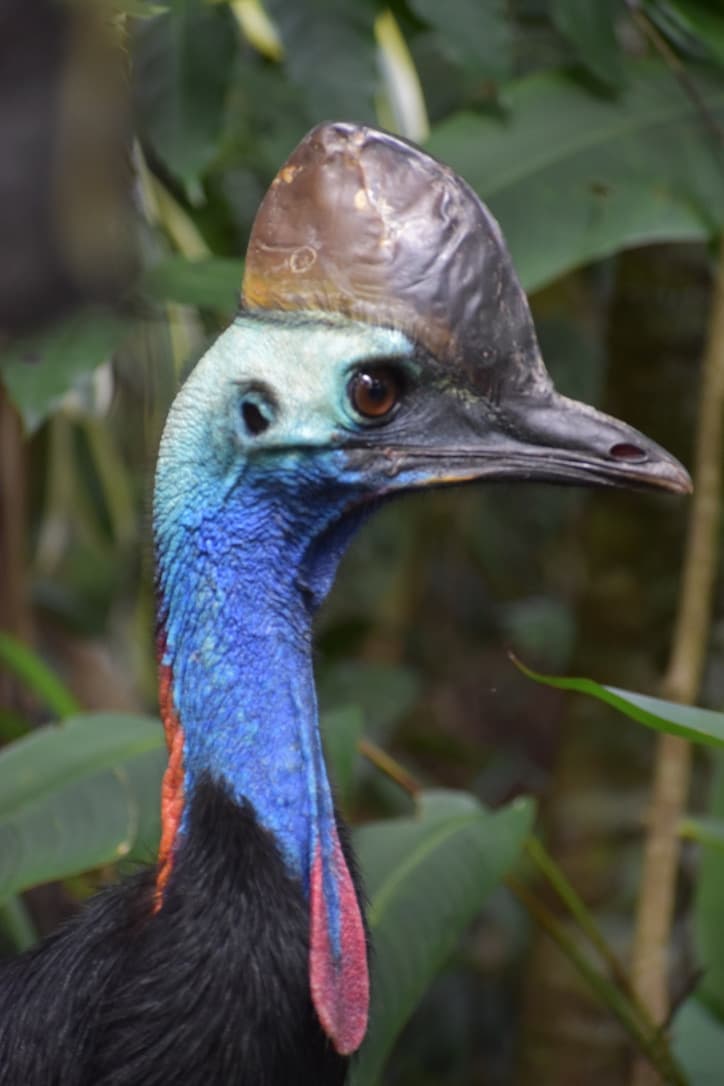 Wildlife at Ngorongoro Lodge