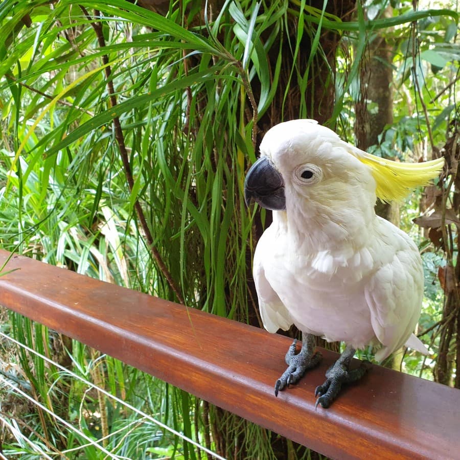 Wildlife at Your Doorstep