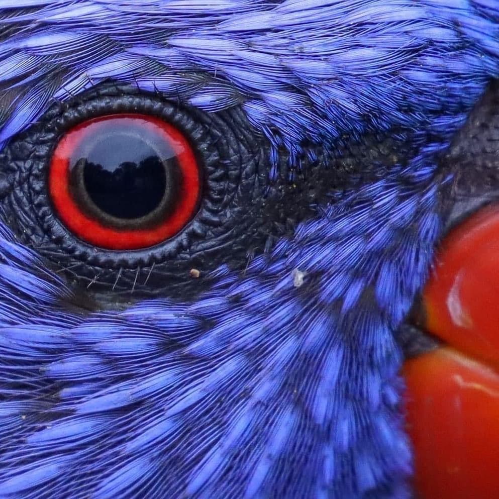 Featured image for Bubbles our Rainbow Lorikeet