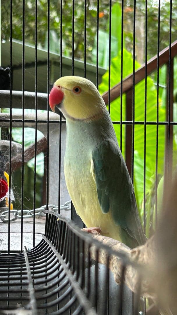 Featured image for Carlos, the Indian Ringneck