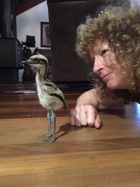 Sue with a very young Bush Stone Curlew