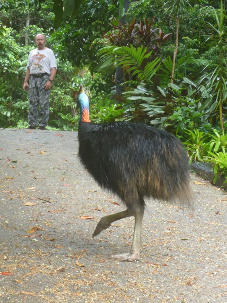 Patrick on the driveway with a cassowary