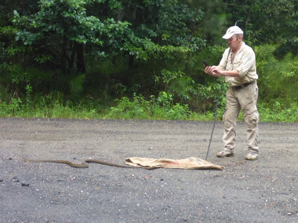 Patrick releasing a python