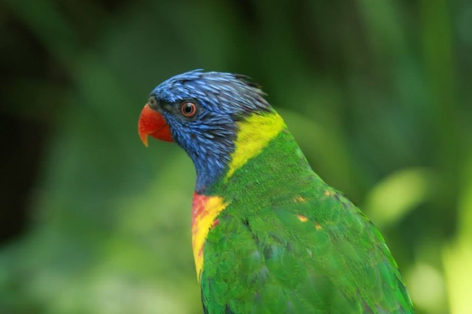 Rainbow Lorikeet